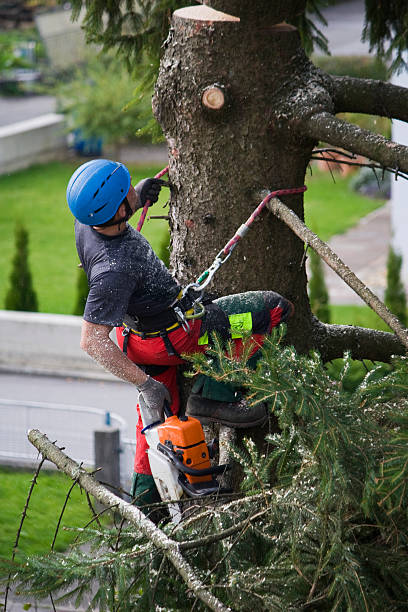 Best Tree Preservation Services  in USA